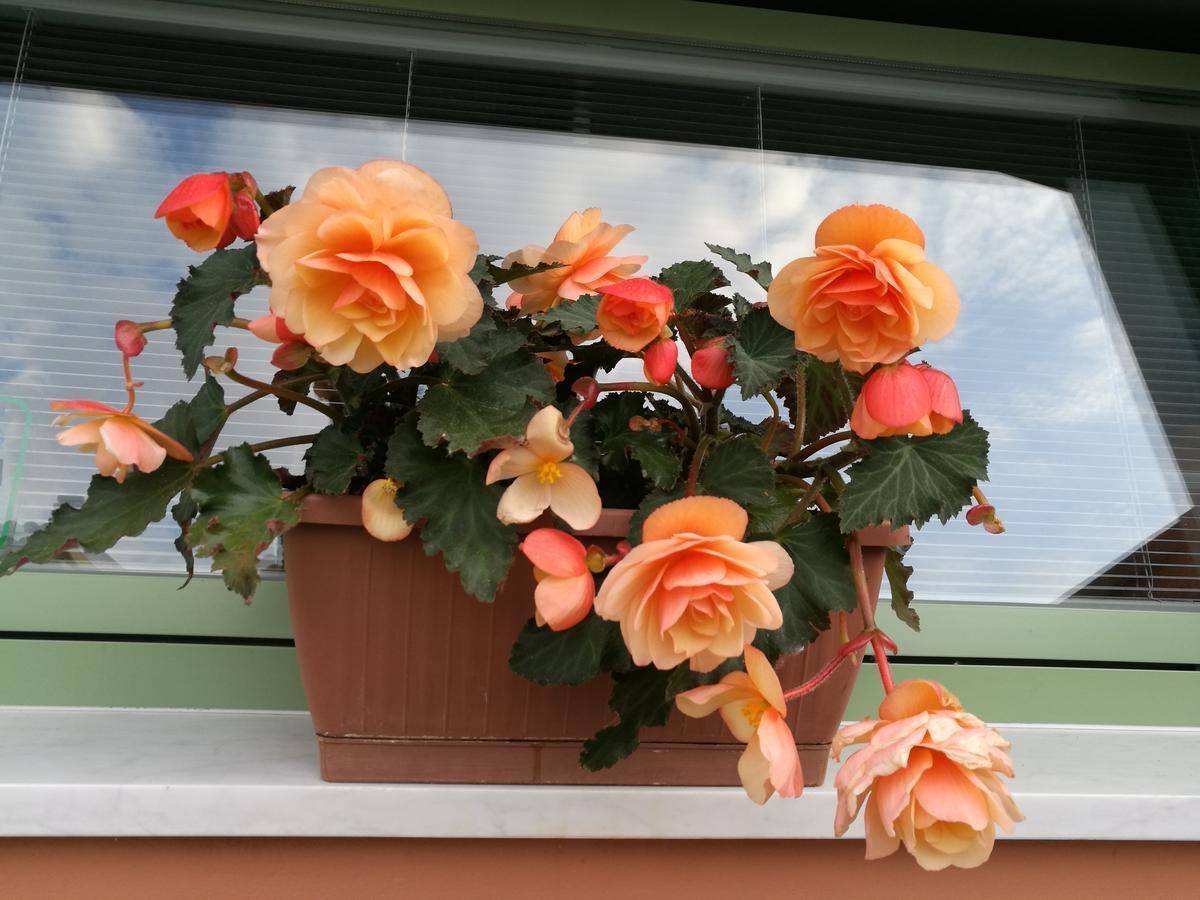 Giusy Bed And Breakfast Marina Di Carrara Buitenkant foto